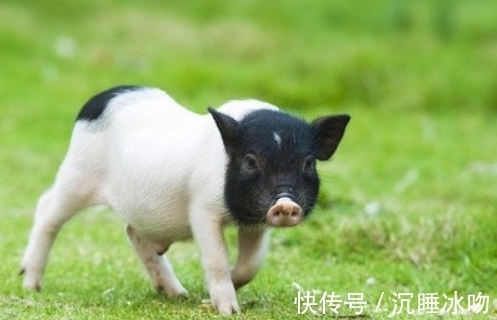 福禄|谁是生肖猪的“最佳婚配”,不离婚就注定家庭和睦,福禄双全