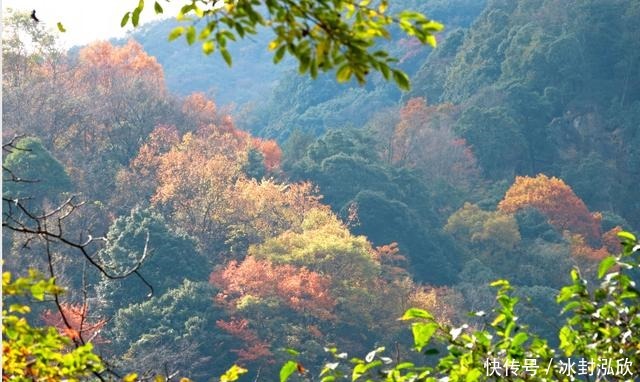 秘境|媲美光雾山！平武这条沟，藏着一个惊艳的彩林秘境！