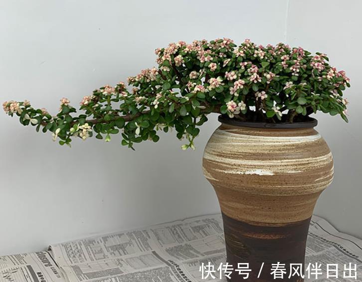 观赏性|7月份养金枝玉叶,“4个”细节做好,花叶俱美