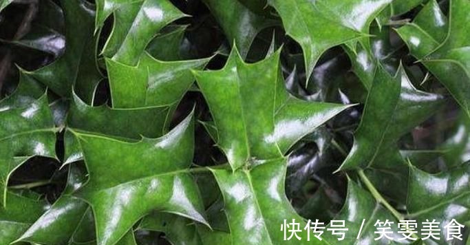 风湿|这树叶,也是一味中药,泡茶代饮,抗菌消炎、祛风湿