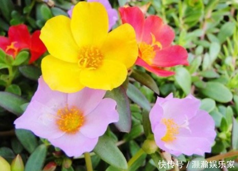 金钩|喜欢菊花，不如养盆“菊中珍品”红衣金钩，似波浪金发，贵气十足