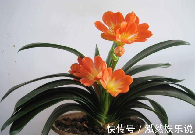 竹签|养护君子兰，学会“3个”浇水“小窍门”，满盆长满“大白根”