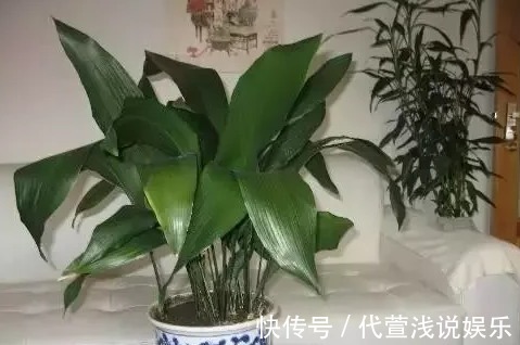 一叶兰|最适合卫生间养的5种植物，耐阴还能去异味