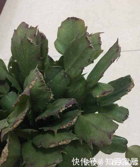 休眠期|夏天养花,4种植物容易“浇死”,进入休眠期,浇水能少则少