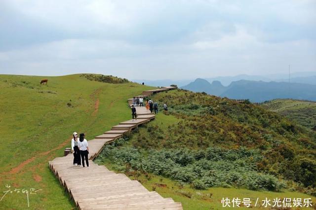 避暑胜地！“地无三尺平”的贵州，藏着一个大草原和一种传奇野果