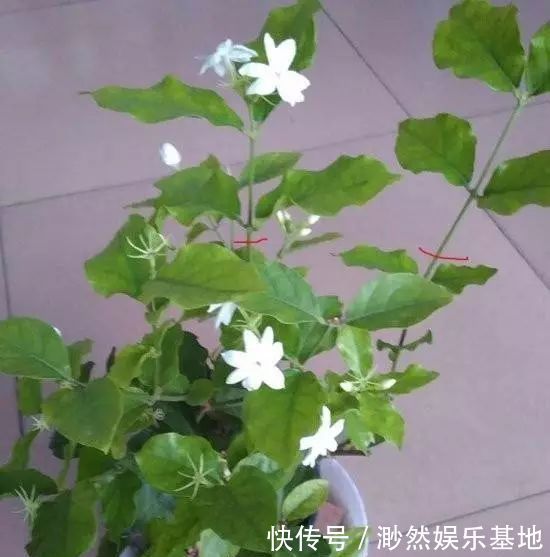 茉莉花这么养，花争着开，只需几个妙招，修剪是重点