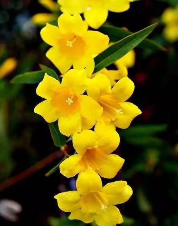 家养“香水花”，比茉莉“香10倍”，比绿萝好养，能耐零下20度