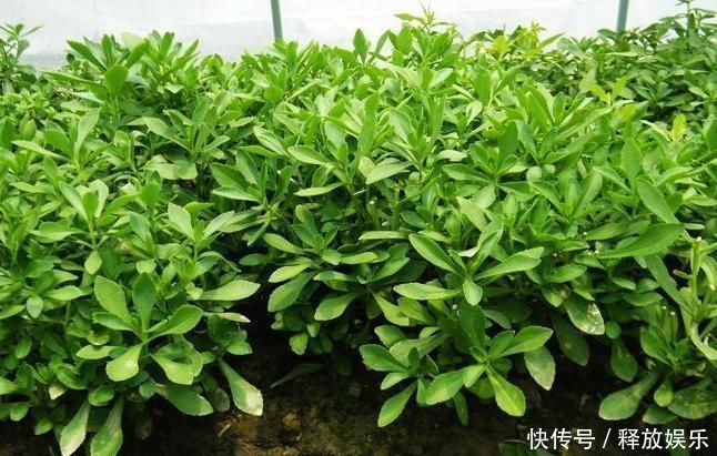 救心菜|农村一种野菜，又被称“救心菜”，“金不换”，价值珍贵快要绝迹