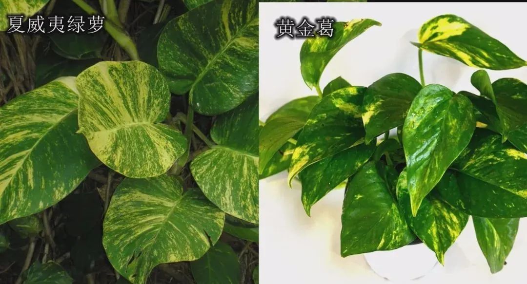 想让小叶绿萝变成大叶绿萝，茎长得更长，这7个养护技巧要掌握好