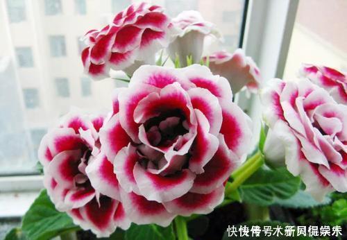 叶绿花艳|此款耐阴花,家里采光弱也能养,花期长达半年,一朵能开20天!