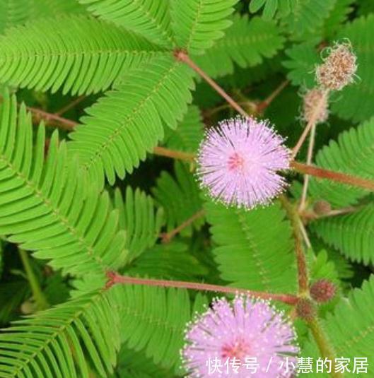 “美丽有毒”的植物，快来认识11种“毒花毒果”，不吃亏不上当