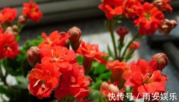 修剪|“两种花”沾土就能活,七天就生根,现在扦插还来得及!