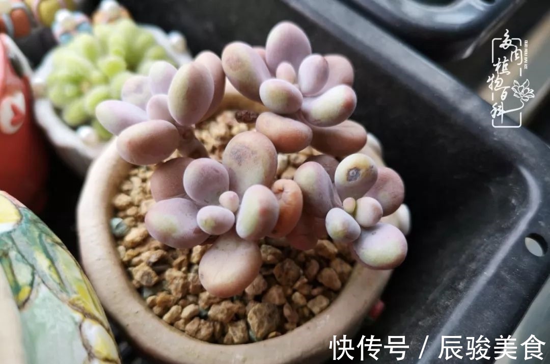 蓝苹果|经历一个夏天的摧残,方知皮实好养的多肉才是真爱!