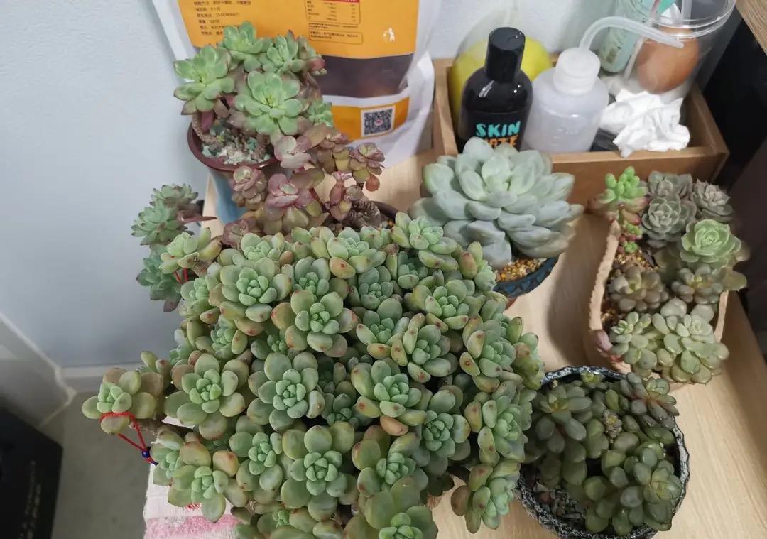 最好养的多肉名单公布,肥美又鲜艳,其中蛛丝卷绢像一张蜘蛛网