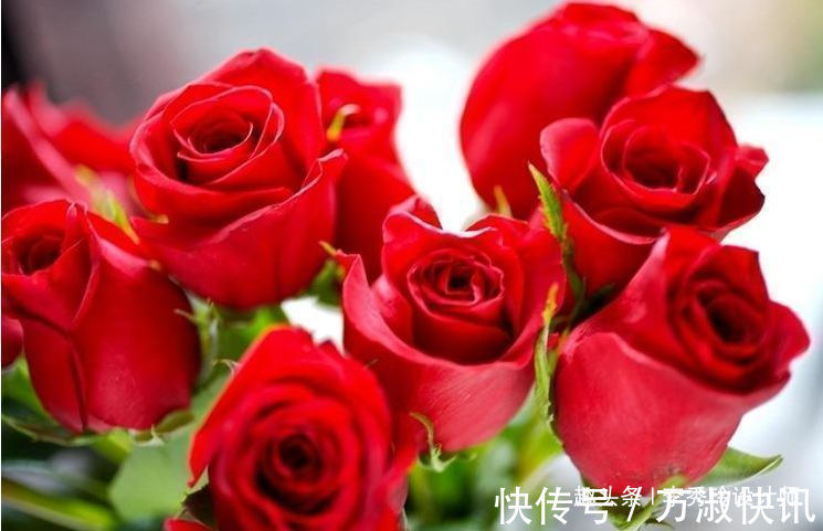 喜欢玫瑰,不如养“进口优品”卡罗拉,红艳似火,花姿绝美!