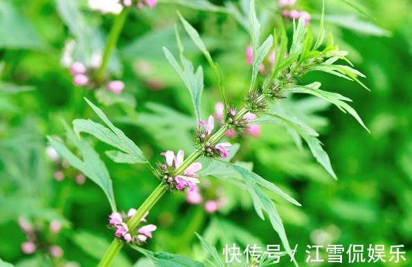 野菜|开春挖野菜,送你“野菜大图鉴”,教你轻松识别20种野菜