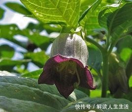 世界最毒的花有哪些十种最毒的花!