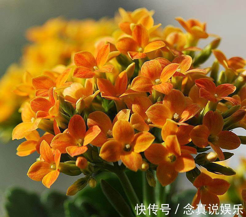 花色|丹麦盆栽花卉之冠圣诞伽蓝菜长寿花色丰富，理想的室内花卉
