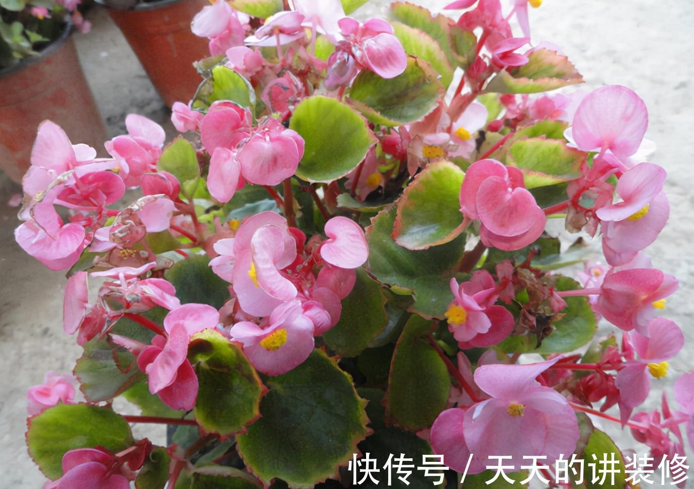 种花|不怕“秋老虎”的4种花，养护容易，花儿持续绽放