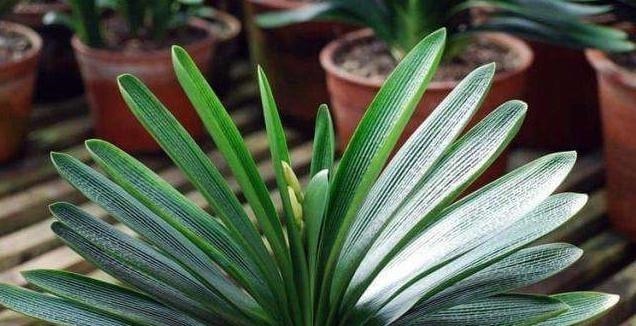 土壤肥力|家养君子兰,这一种“好物”不要扔,埋在土壤里,花芽呼呼冒