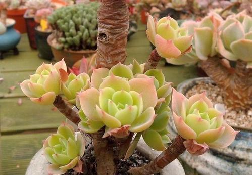 长势|夏天老花匠都爱养的碧桃多肉,颜值高叶肥厚,皮实好养适合新手