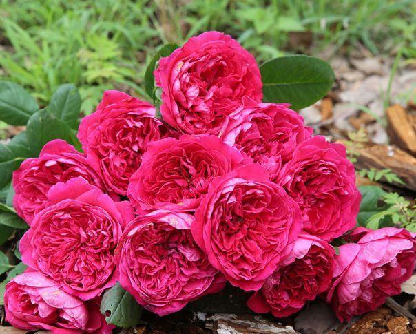 4种花适合冬天养,开花爆盆花期长,枝头花苞满