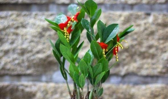 聪明人都养“3种绿植”，客厅养一盆旺财镇宅，关键还实用