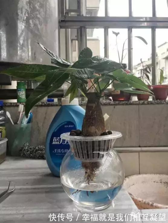 放水|4种花放水里猛长根,比土培好养100倍,一分钱不花,还很漂亮!