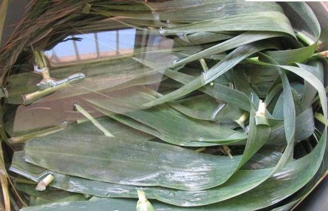 蜜枣|包粽子，从不用水煮粽叶，1个小技巧粽子软糯清香更入味