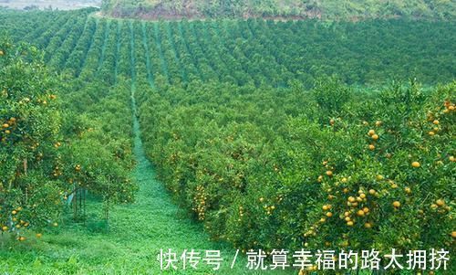 冷水果|橘子营养丰富好处多,吃完橘子之后1小时,3种食物不能吃