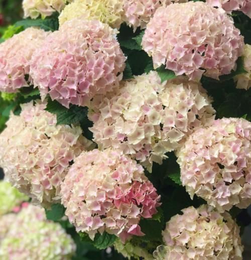 花朵|绣球花开爆阳台,花朵比脸还大,层层叠叠,被惊艳到了!