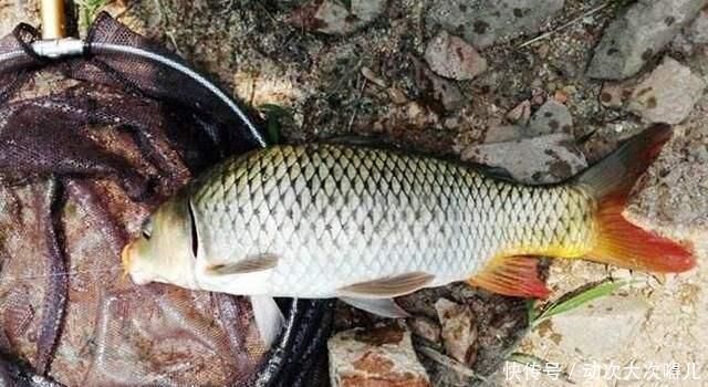 鲤鱼跃水|鲤鱼太狡猾不咬钩下次记得用上这招,它再狡猾也会忍不住咬钩