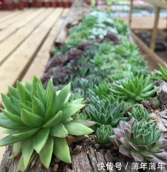 烂木头充分利用,资深花友打造出迷你多肉花园,以后烂木头别丢了!