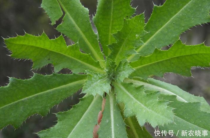 野菜|年纪大点的人都知道是种很好的野菜，能遇到的话就有福气了！