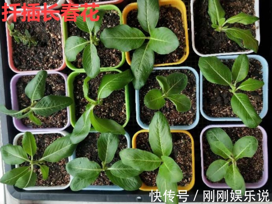 抗病、不招虫的天竺葵，屋里养一盆，开花一茬接一茬