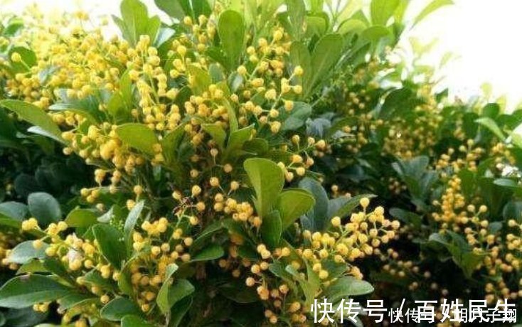 漂亮|4种花漂亮又好养，比牡丹好看，养在哪里都爆盆，好运到来