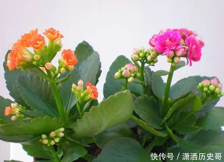 长寿花爆盆技巧有哪些，知道这些方法，养护起来更加轻松！