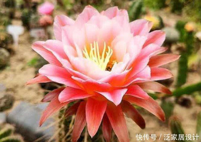 4种花超美的,花期超长的,一开就是200多天,好养又漂亮