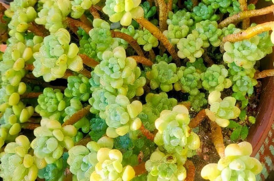 老桩|这几种多肉非常容易爆盆,不知不觉一大盆,非常有成就感