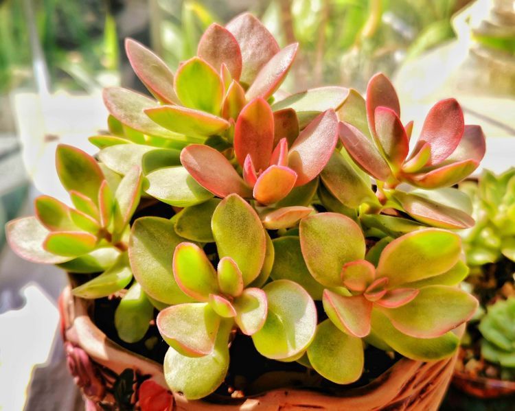 成长|与多肉一起走过的日子，见证多肉的成长过程！