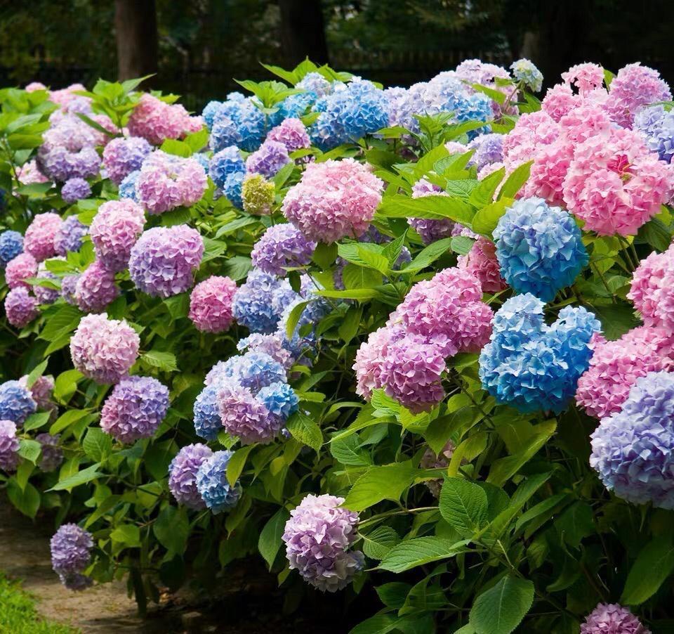 庭院里养“四种花”,漂亮大气又好养,三季有花四季有景