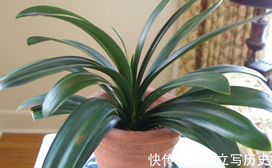 君子兰长势不佳,就试用这3种“废料”,不花钱,好处多多