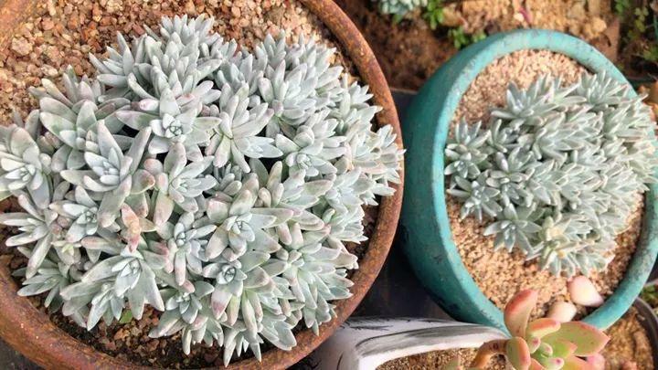 姐姐养了9年的多肉，没有买肥就用它，个个长成精！