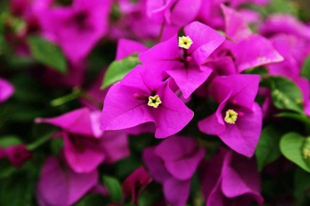 养殖|三角梅不开花，这么好养也没爆盆，都是你不会养