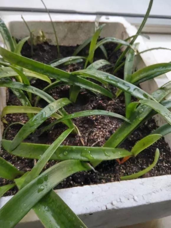 不需要扦插的5种花,把根“掰开”就是小苗,成活率真高