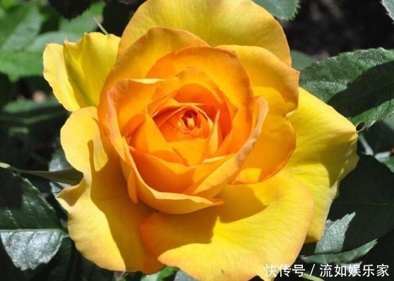 直立性|喜欢菊花,就养盆“高贵玫瑰”金凤凰,似凤凰翩翩起舞,高贵迷人