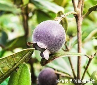 朝天椒|农村的一种野果,吃完后容易便秘,你小时候见过吗