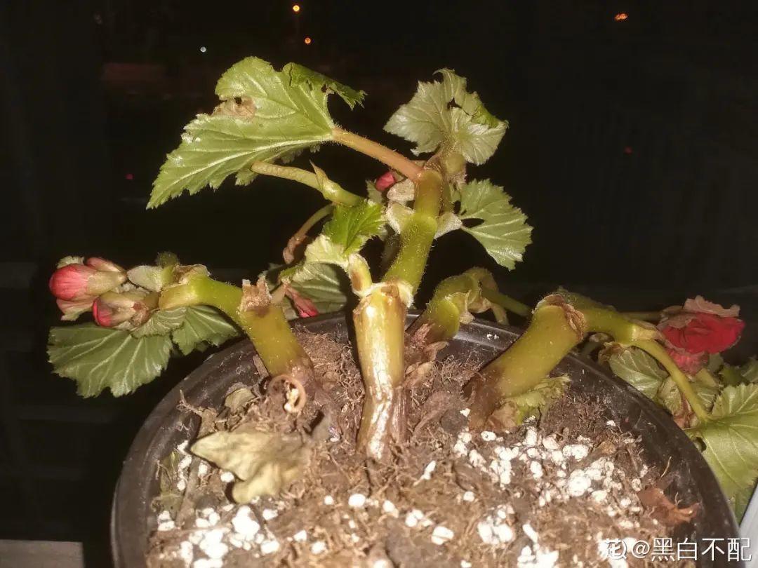 花苞|公认难养的花，养一盆死一盆，从来没有养活过！