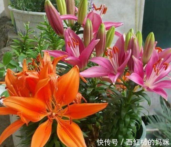 此花超漂亮,沾土就活,颜色多样,绚丽多彩