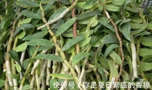 低密度蛋白|它是天然胰岛素，开水泡着喝7天，血糖就会“悄悄”降下来！